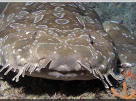 LoxPix Sub-Aqua Image