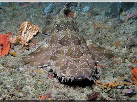 LoxPix Sub-Aqua Image