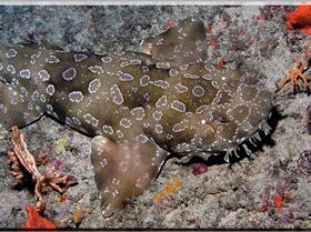 LoxPix Sub-Aqua Image