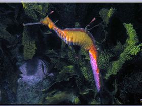 LoxPix Sub-Aqua Image