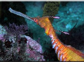 LoxPix Sub-Aqua Image