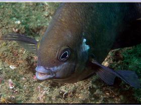 LoxPix Sub-Aqua Image