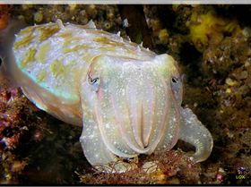 LoxPix Sub-Aqua Image