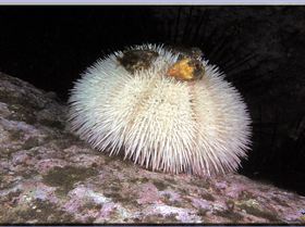 LoxPix Sub-Aqua Image