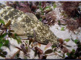 LoxPix Sub-Aqua Image