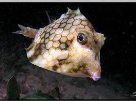 LoxPix Sub-Aqua Image