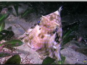 LoxPix Sub-Aqua Image