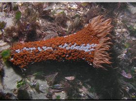 LoxPix Sub-Aqua Image