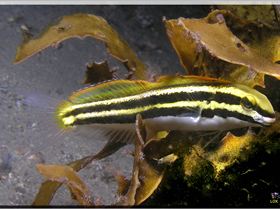 LoxPix Sub-Aqua Image