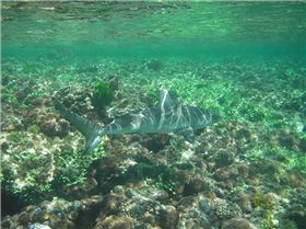 Galapagos whaler Lorde Howe Island