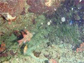 Underwater photo Olympus 795sw