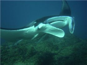 Manta Ray