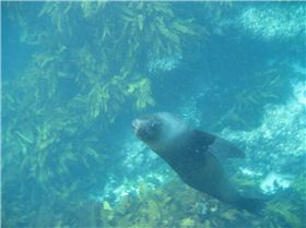 10-22-7 Perth Rottnest 248