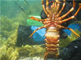 11-30-7 Duke Orleans 194