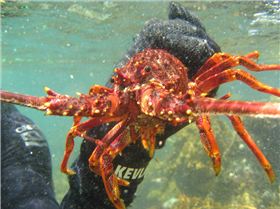 11-30-7 Duke Orleans 195