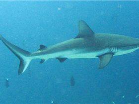 Grey Reef Shark