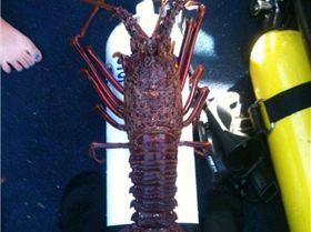 Rotto Cray March 2010