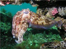 Cuttlefish under the Busselton Jetty