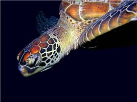 Turtle on the wreck of the Yongala