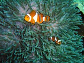 clownfish