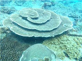 flinders reef brisbane