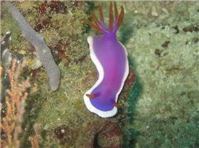 nudi2