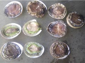 local foghters and abalone