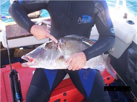 awseome dive just goes to show you how compassionate sharks will be they let me take it home