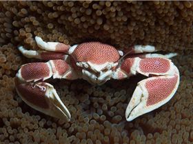 Crab