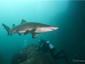 Pete checking out a shark.