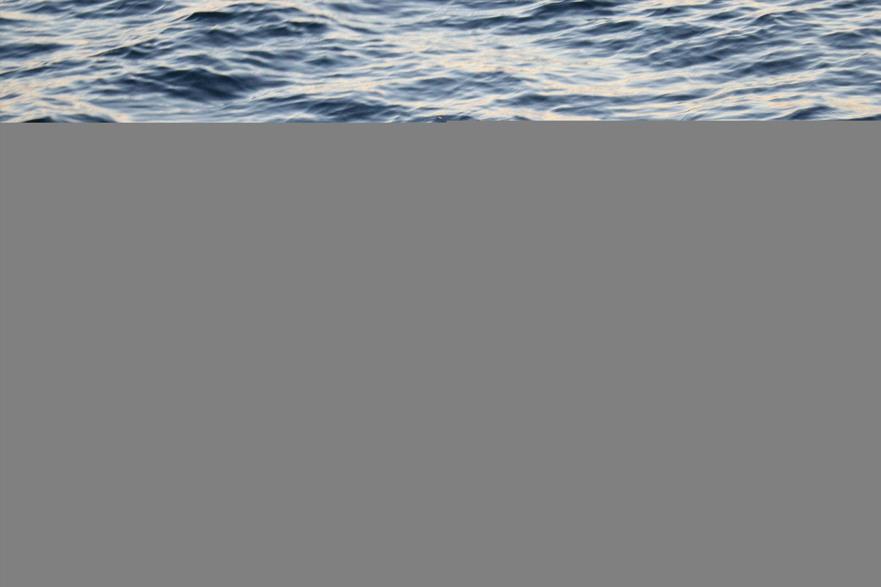 yellow fin tuna.. oh what fun