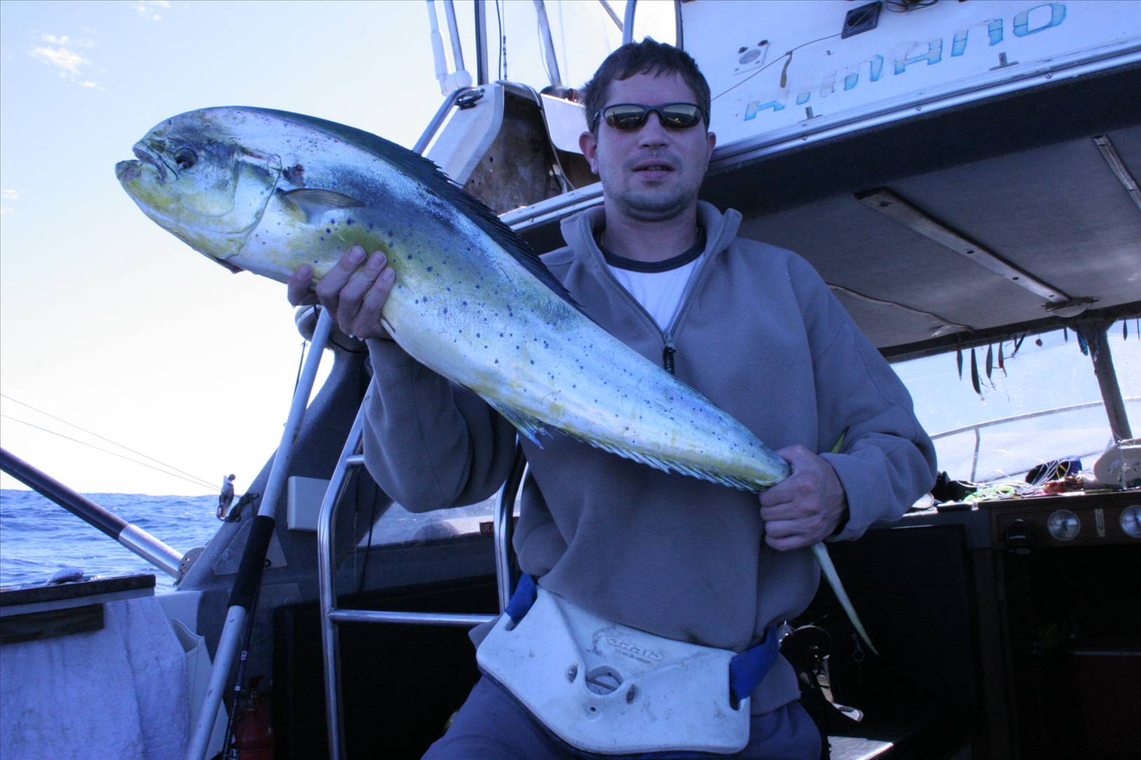 dolphin fish good tucker