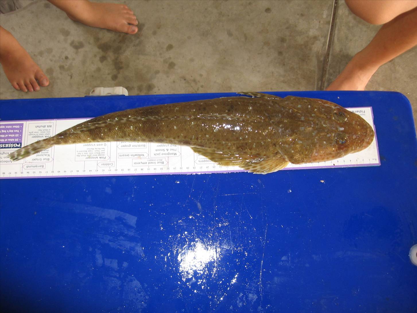 57cm flathead (bluespott)