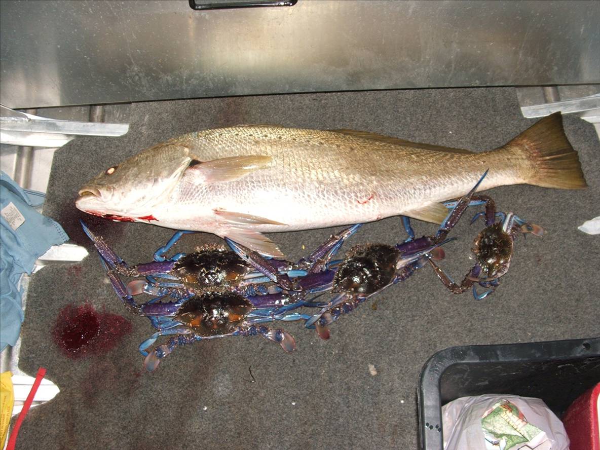 the day i caught crabs 