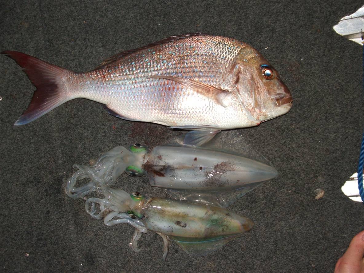 digitals report 5-5-07