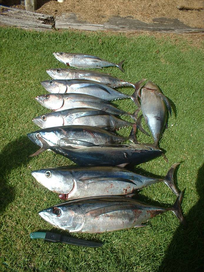 SB Tuna & Albecore galore!!!