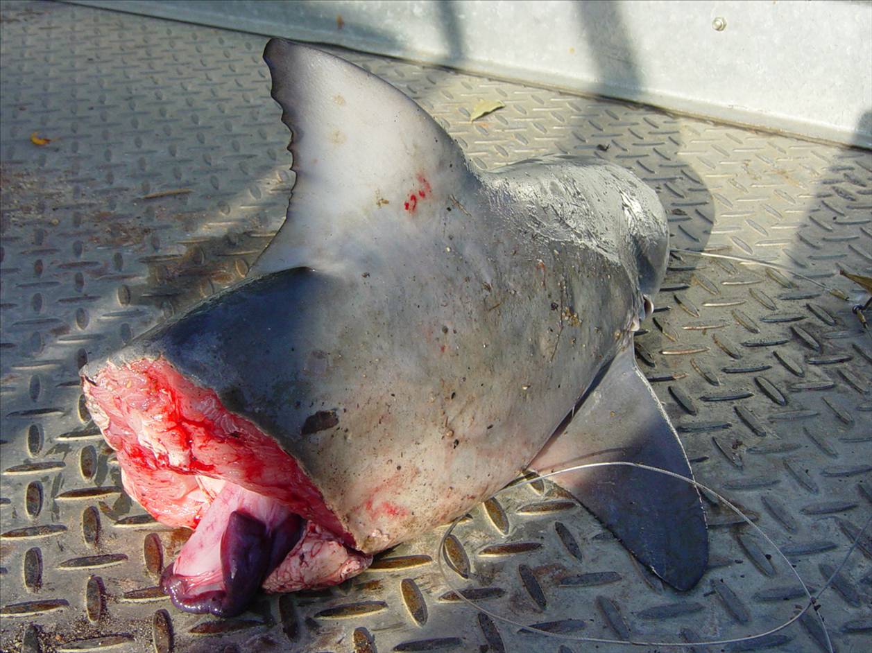 Pine river bully takin by bigger one at the boat