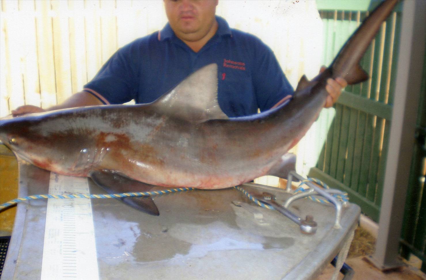 Pine river bully smashed a huge bait