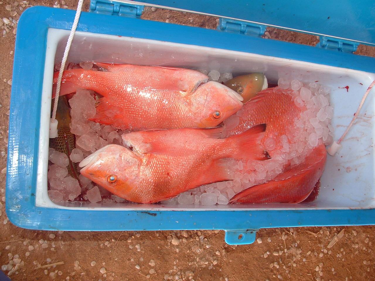 gnarloo  06 cant wait for 07