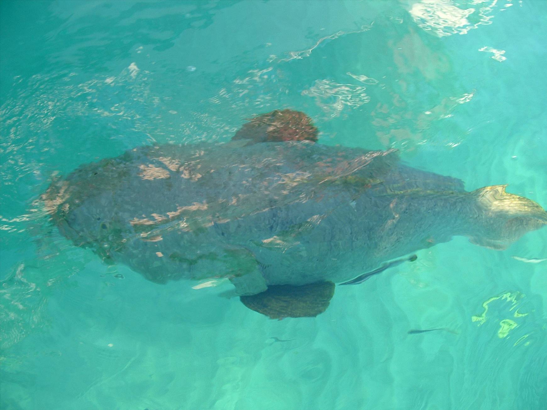 gnarloo  06 cant wait for 07