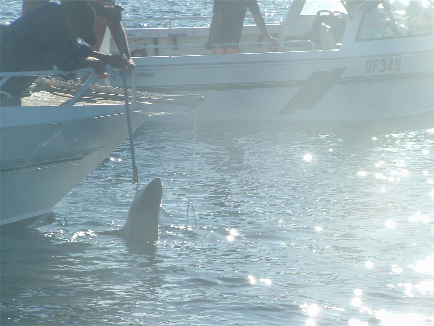 gnarloo  06 cant wait for 07