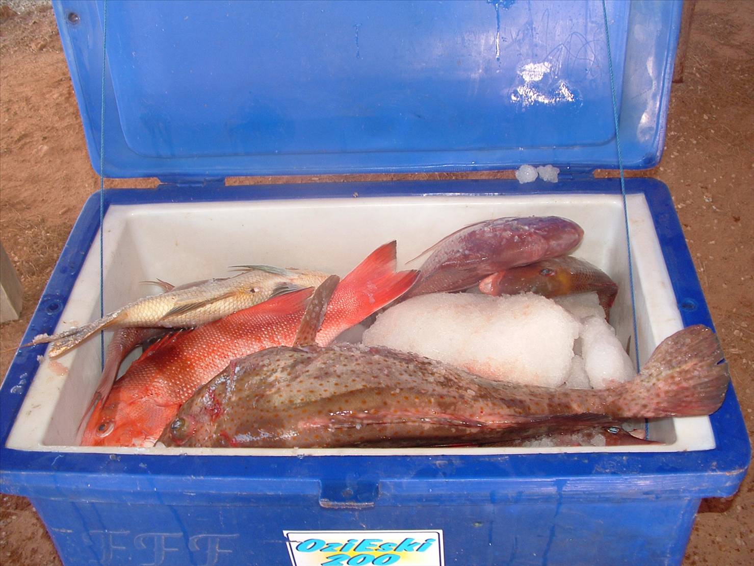 gnarloo  06 cant wait for 07