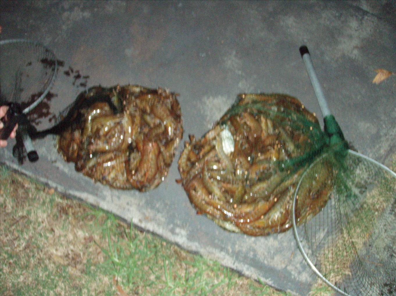 A slightly smaller typical catch