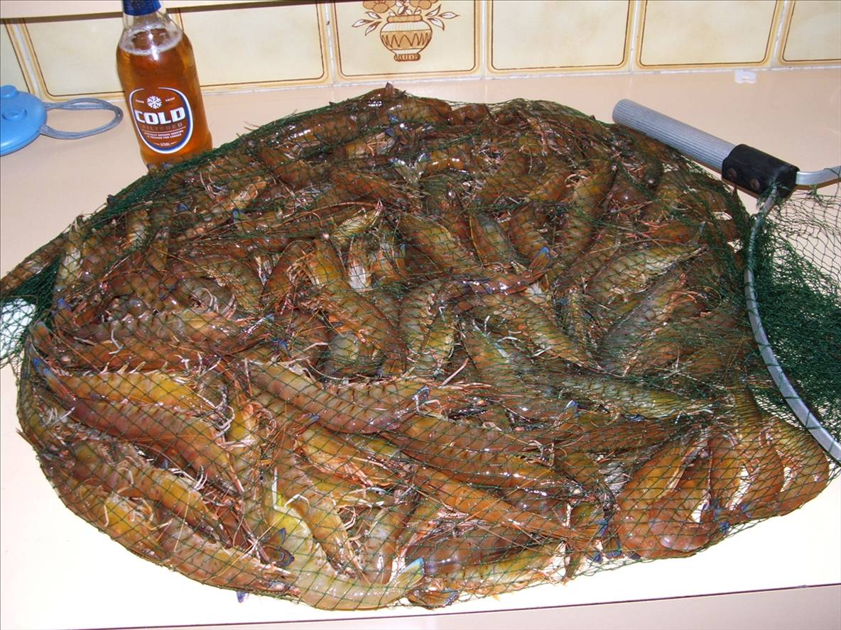 5.4 kg of old swany prawns