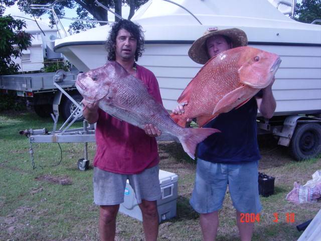 feral catnice knobby and red