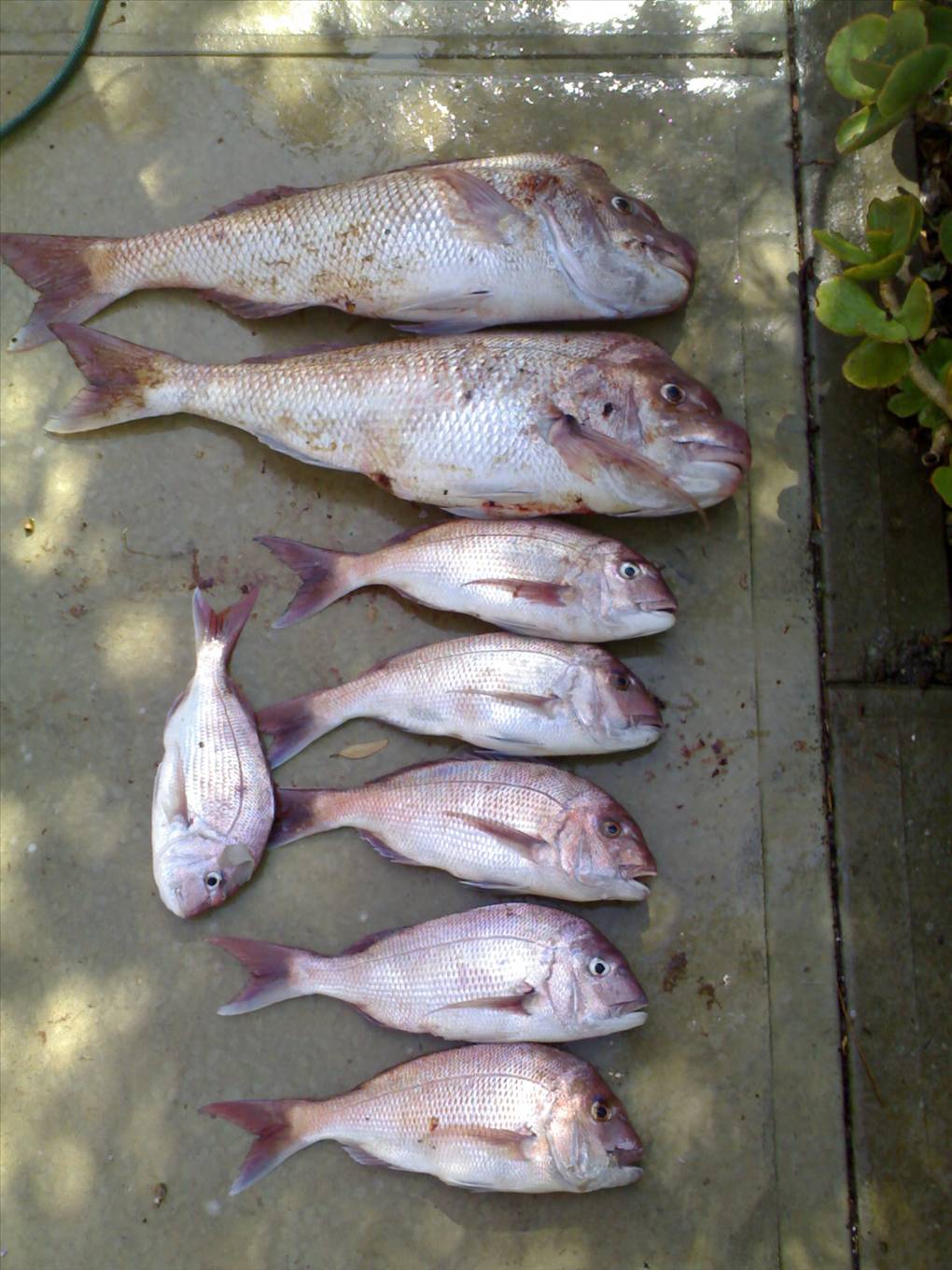 CAUGHT BREAK OF DAWN CHANGE OF TIDE