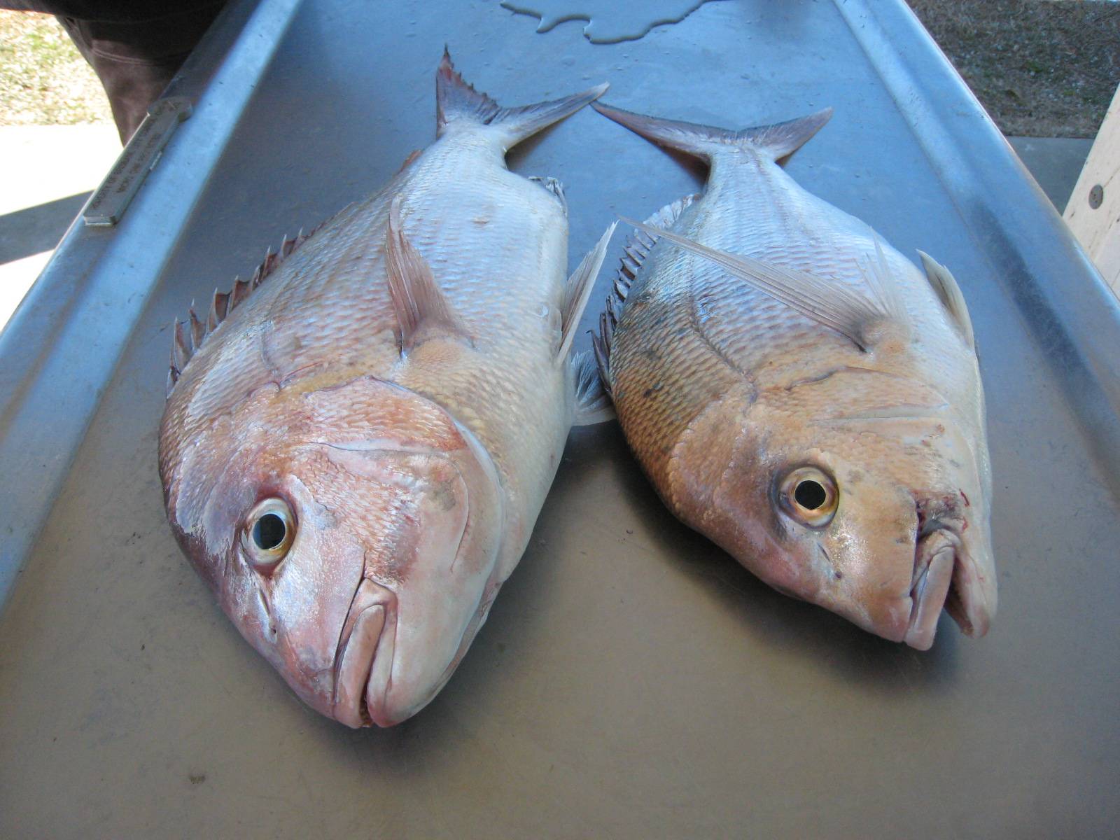 NICE FISH ON LIGHT GEAR