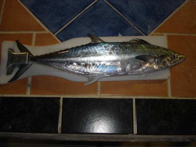 caught on 4lb line off wello pt