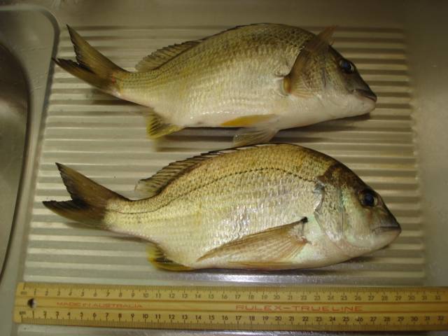 couple of wello pt locals