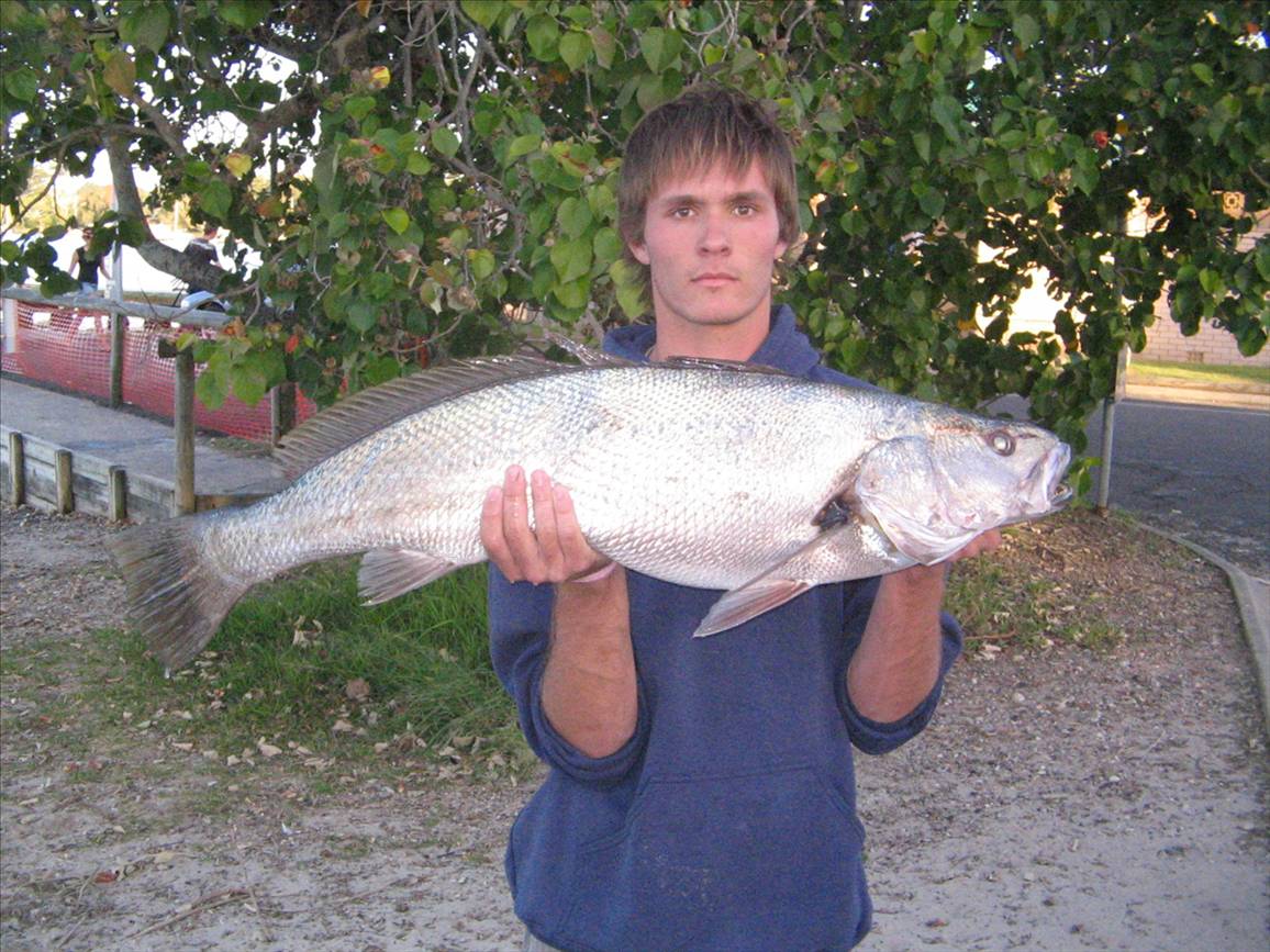 9kg jewfish speared